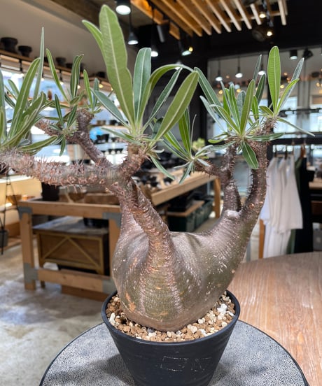 パキポディウム グラキリス　Pachypodium gracilius 　発根済　(gk-598)