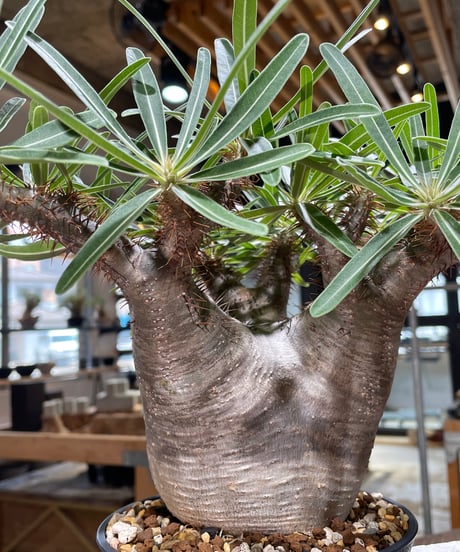 パキポディウム グラキリス　Pachypodium gracilius 　発根済　(gk-568)