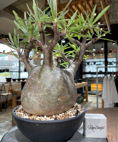 パキポディウム グラキリス　Pachypodium gracilius 　発根済　(gk-594)