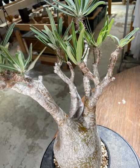 パキポディウム グラキリス　Pachypodium gracilius 　発根済　(gk-591)