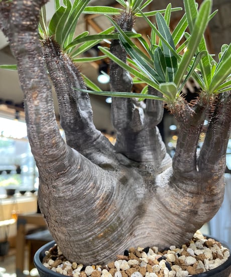 パキポディウム グラキリス　Pachypodium gracilius 　発根済　(gk-587)