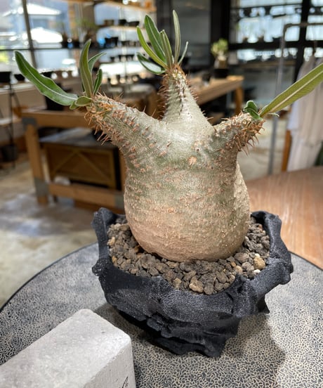 パキポディウム グラキリス　Pachypodium gracilius 　発根済　(gk-600) (鉢：LAVOR XSsize)