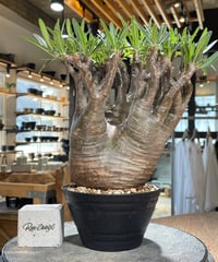 パキポディウム グラキリス　Pachypodium gracilius 　発根済　(gk-589)