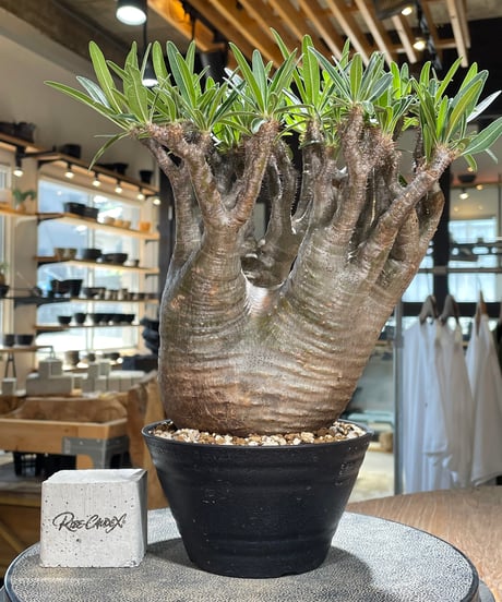 パキポディウム グラキリス　Pachypodium gracilius 　発根済　(gk-589)