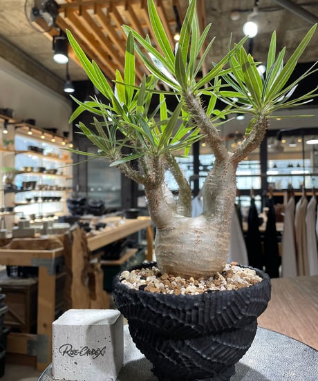 パキポディウム グラキリス　Pachypodium gracilius 　発根済　(gk-585)