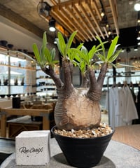 パキポディウム グラキリス　Pachypodium gracilius 　発根済　(gk-580)