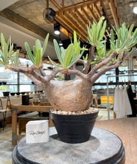 パキポディウム グラキリス　Pachypodium gracilius 　発根済　(gk-592)