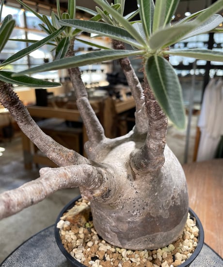 パキポディウム グラキリス　Pachypodium gracilius 　発根済　(gk-597)