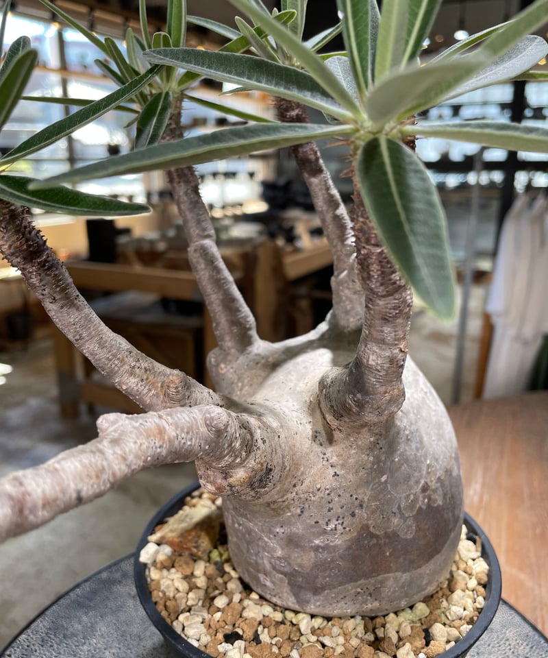 【直接取引のみ】［発根済］超特大グラキリス パキポディウム グラキリス Pachypodium gracilius 発根済 (gk-59