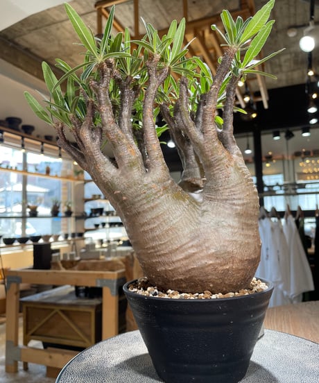 パキポディウム グラキリス　Pachypodium gracilius 　発根済　(gk-589)