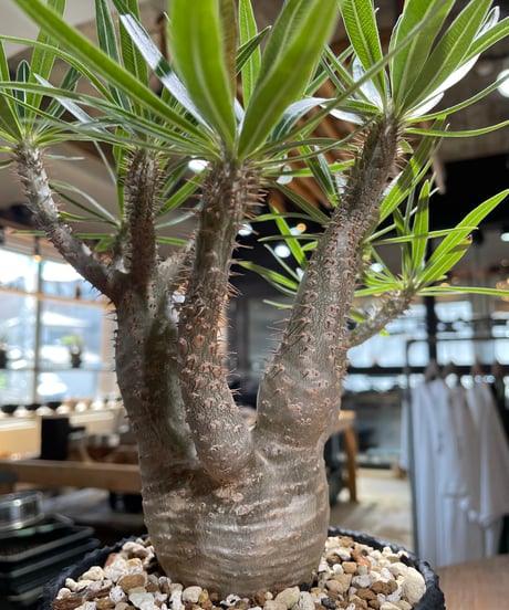 パキポディウム グラキリス　Pachypodium gracilius 　発根済　(gk-585)