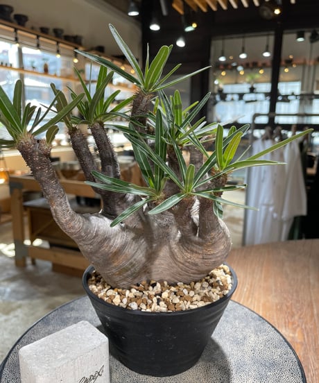 パキポディウム グラキリス　Pachypodium gracilius 　発根済　(gk-587)