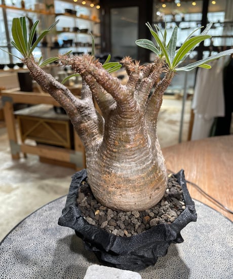 パキポディウム グラキリス　Pachypodium gracilius 　発根済　(gk-601) (鉢：LAVOR XSsize)