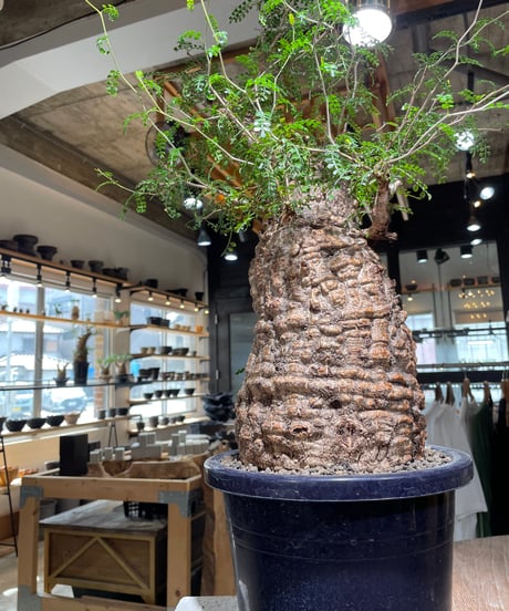 オペルクリカリア パキプス／Operculicarya pachypus　発根済　(商品番号PP-118)