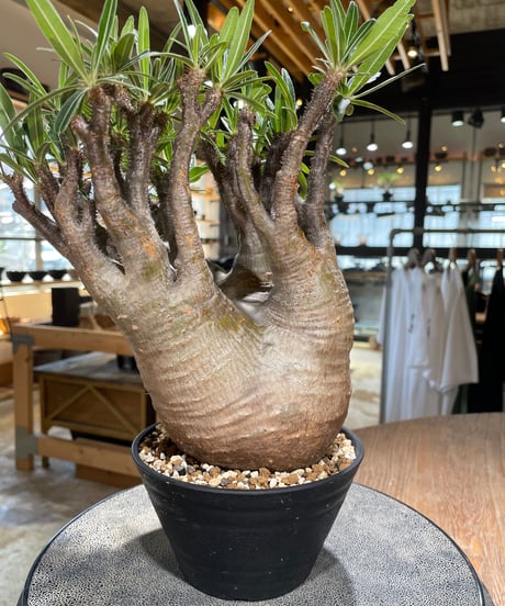 パキポディウム グラキリス　Pachypodium gracilius 　発根済　(gk-589)
