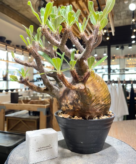 CATEGORY Pachypodium gracilius(パキポディウム グラキリス) |