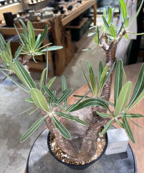 パキポディウム グラキリス　Pachypodium gracilius 　発根済　(gk-598)
