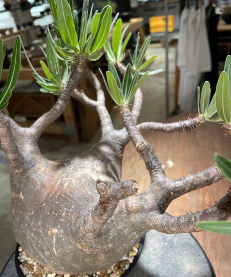 パキポディウム グラキリス　Pachypodium gracilius 　発根済　(gk-592)