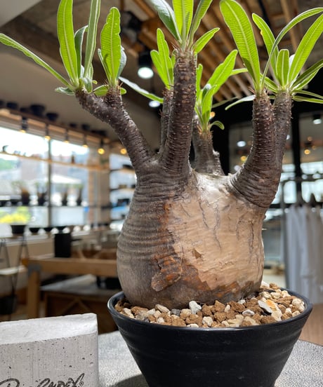 パキポディウム グラキリス　Pachypodium gracilius 　発根済　(gk-580)