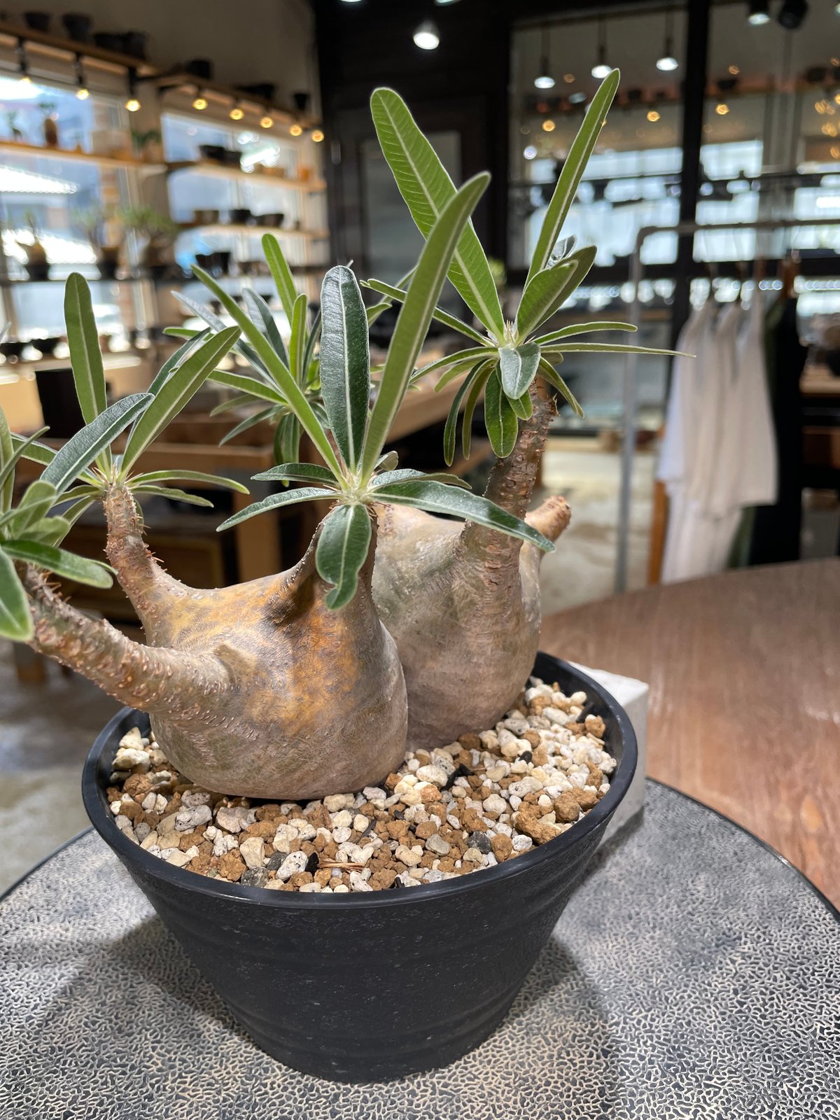 パキポディウム グラキリス 2頭 Pachypodium gracilius 発根済 (gk