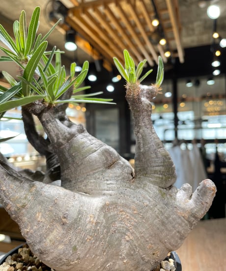 パキポディウム グラキリス　Pachypodium gracilius 　発根済　(gk-587)