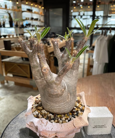パキポディウム グラキリス　Pachypodium gracilius 　発根済　(gk-603) (鉢：LAVOR Ssize)