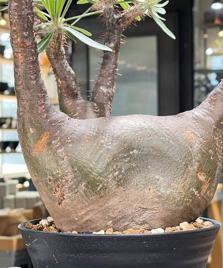 パキポディウム グラキリス　Pachypodium gracilius 　発根済　(gk-598)