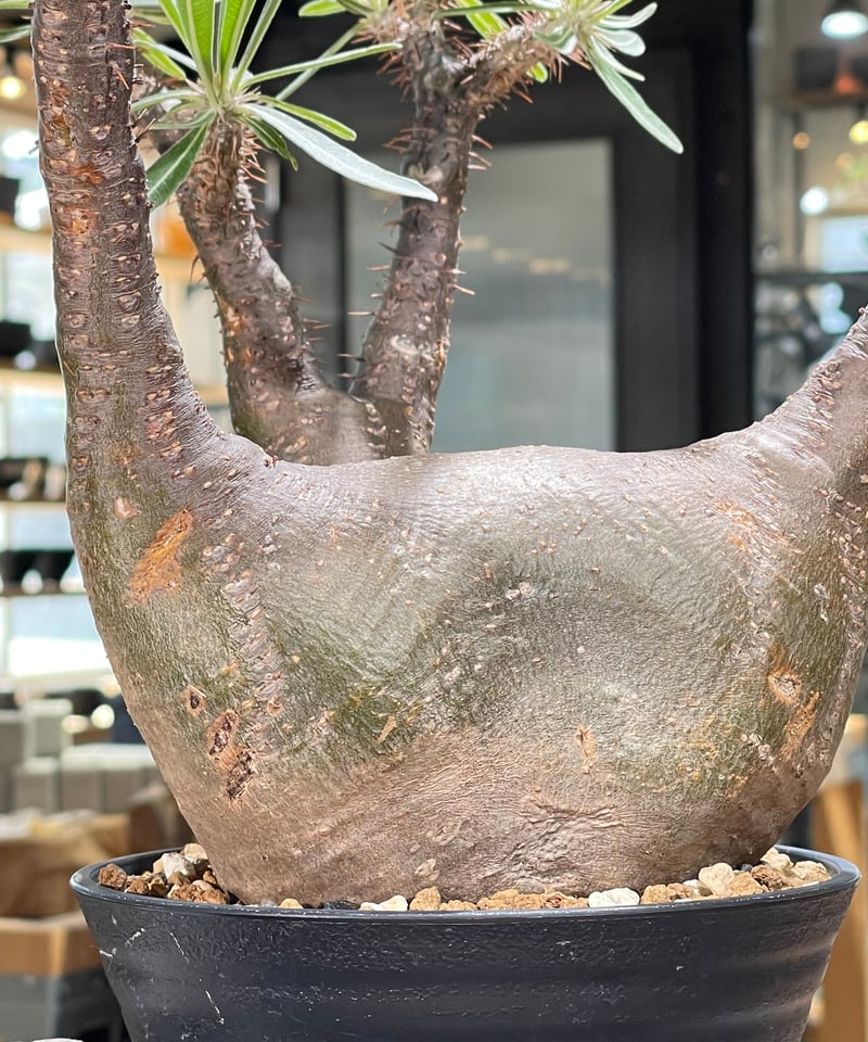 パキポディウム グラキリス Pachypodium gracilius 発根済 (gk-59