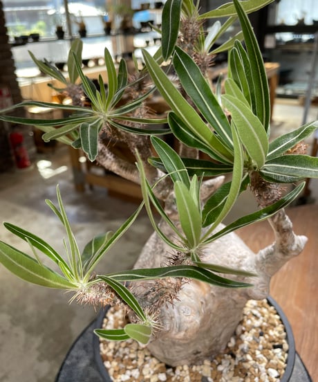 パキポディウム グラキリス　Pachypodium gracilius 　発根済　(gk-595)