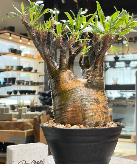 パキポディウム グラキリス　Pachypodium gracilius 　発根済　(gk-581)
