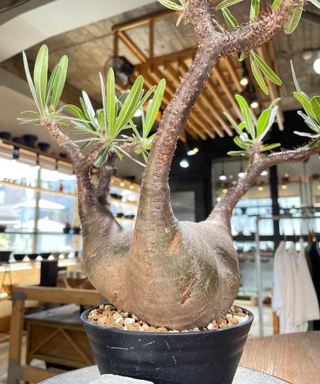 パキポディウム グラキリス　Pachypodium gracilius 　発根済　(gk-598)