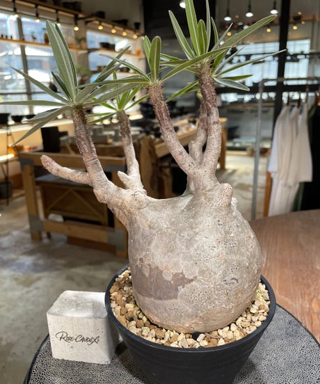パキポディウム グラキリス　Pachypodium gracilius 　発根済　(gk-597)