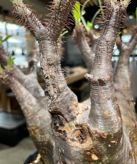 パキポディウム グラキリス　Pachypodium gracilius 　発根済　(gk-583)