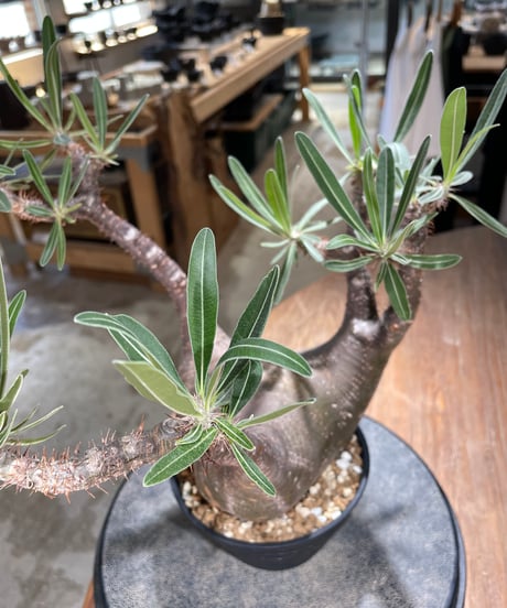パキポディウム グラキリス　Pachypodium gracilius 　発根済　(gk-598)