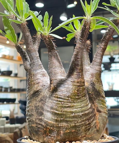 パキポディウム グラキリス　Pachypodium gracilius 　発根済　(gk-582)