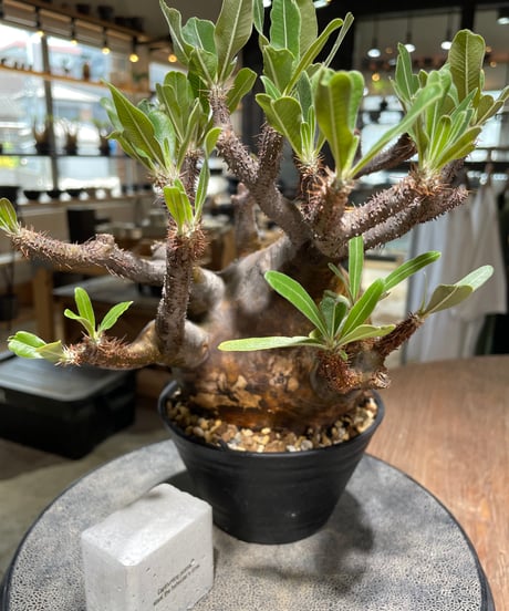 パキポディウム グラキリス　Pachypodium gracilius 　発根済　(gk-584)