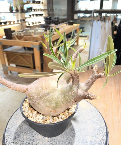 パキポディウム グラキリス　Pachypodium gracilius 　発根済　(gk-588)