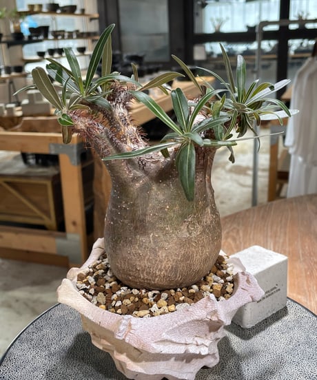 パキポディウム グラキリス　Pachypodium gracilius 　発根済　(gk-604) (鉢：LAVOR Ssize)
