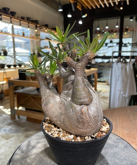 パキポディウム グラキリス　Pachypodium gracilius 　発根済　(gk-587)