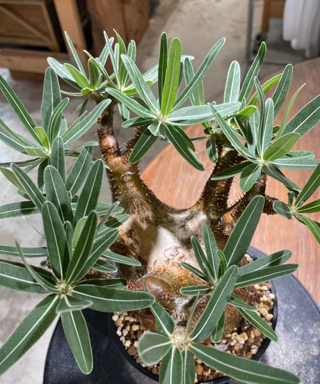 パキポディウム グラキリス　Pachypodium gracilius 　発根済　(gk-606)