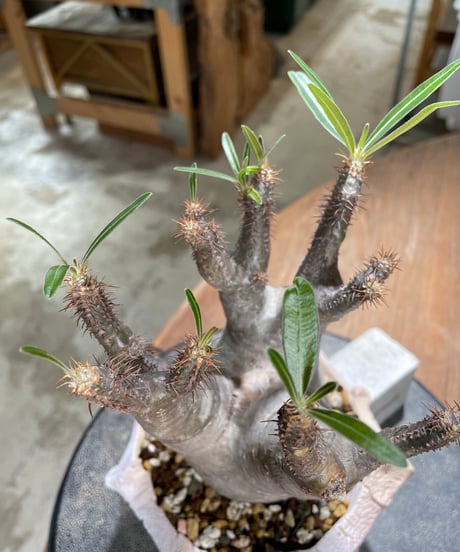 パキポディウム グラキリス　Pachypodium gracilius 　発根済　(gk-603) (鉢：LAVOR Ssize)