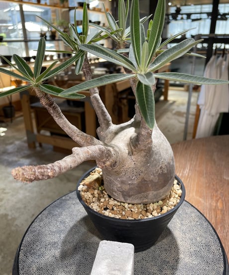 パキポディウム グラキリス　Pachypodium gracilius 　発根済　(gk-597)