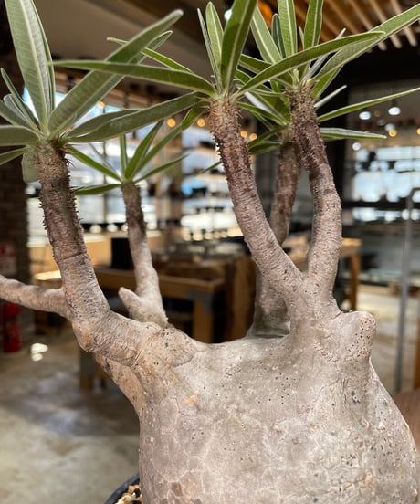 パキポディウム グラキリス　Pachypodium gracilius 　発根済　(gk-597)