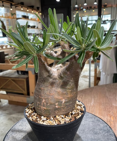パキポディウム グラキリス　Pachypodium gracilius 　発根済　(gk-606)