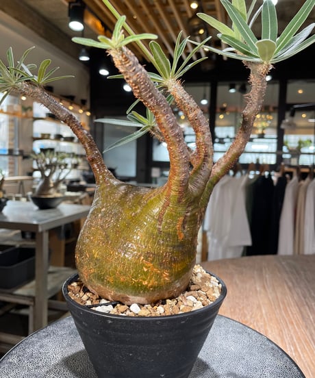 パキポディウム グラキリス　Pachypodium gracilius 　発根済　(gk-575)