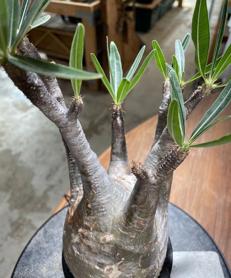 パキポディウム グラキリス　Pachypodium gracilius 　発根済　(gk-602)