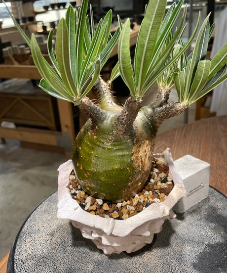 パキポディウム グラキリス　Pachypodium gracilius 　発根済　(gk-607) (鉢：LAVOR Ssize)