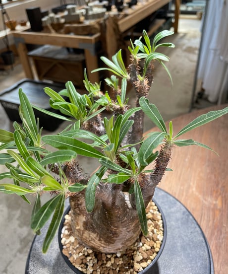 パキポディウム グラキリス　Pachypodium gracilius 　発根済　(gk-581)