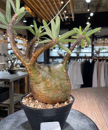 パキポディウム グラキリス　Pachypodium gracilius 　発根済　(gk-575)