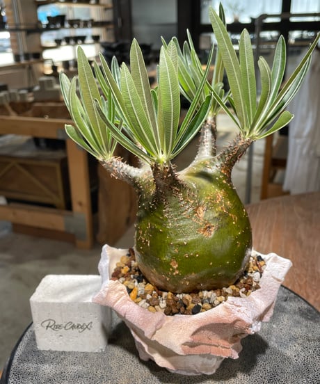 パキポディウム グラキリス　Pachypodium gracilius 　発根済　(gk-607) (鉢：LAVOR Ssize)